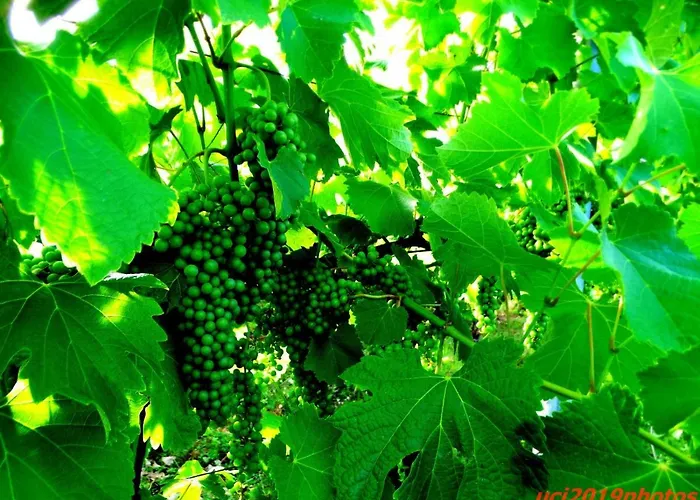 Agriturismo Vitae